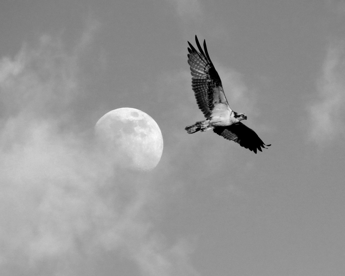 3rd PrizeOpen Mono In Class 3 By Kathy Boyd For The Moon And An Osprey FEB-2022.jpg